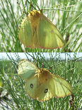 FIGURE 2a FIGURE 2a